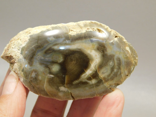 Petrified Wood Polished Limb Bruneau Woodpile Idaho #OBWO4