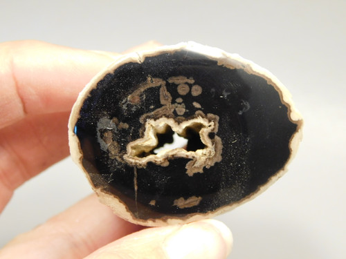 Petrified Wood Polished Limb McDermitt Oregon #OMDO3