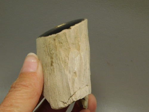 Petrified Wood Polished Limb McDermitt Oregon #OMDO3