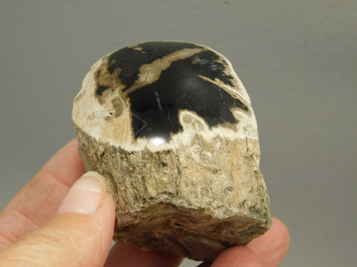 Petrified Wood Polished Limb McDermitt Oregon #OMDO4