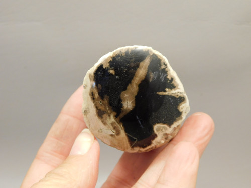 Petrified Wood Polished Limb McDermitt Oregon #OMDO4