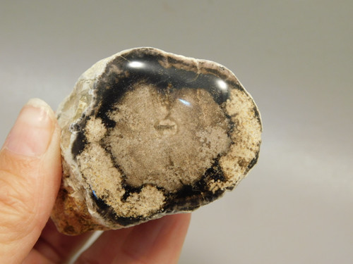 Petrified Wood Polished Limb McDermitt Oregon #OMDO7