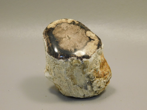 Petrified Wood Polished Limb McDermitt Oregon #OMDO7