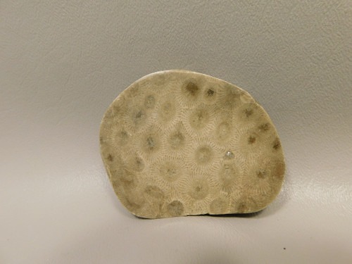 Petoskey Stone Polished Rock Fossil Michigan #O10