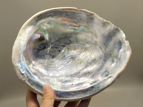 Iridescent Abalone Shell Large 8 inch Natural Silvery Pink #O1