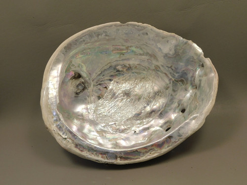 Iridescent Abalone Shell Large 8 inch Natural Silvery Pink #O1