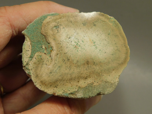 Petrified Wood Polished Limb Bruneau Woodpile Idaho #OBWO10