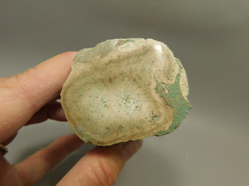 Petrified Wood Polished Limb Bruneau Woodpile Idaho #OBWO10