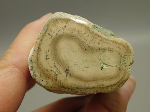 Petrified Wood Polished Limb Bruneau Woodpile Idaho #OBWO11