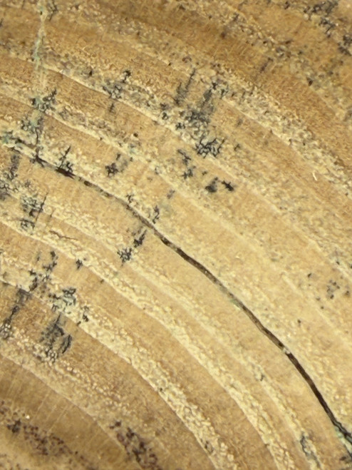 Petrified Wood Polished Limb Bruneau Woodpile Idaho #OBWO13