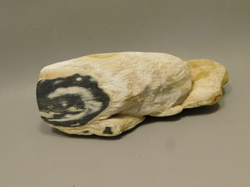 Petrified Wood Rough Limb Little Humboldt River Nevada #O1