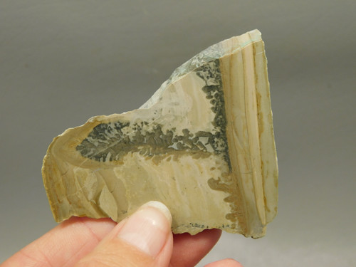 Cotham Marble Fossil Small Polished Stone Slab Stromatolite #O7