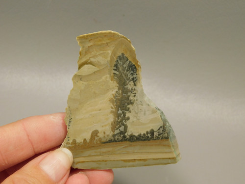 Cotham Marble Fossil Small Polished Stone Slab Stromatolite #O7