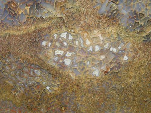 Dinosaur Bone Fossilized Polished Rock Stone Slab #O7