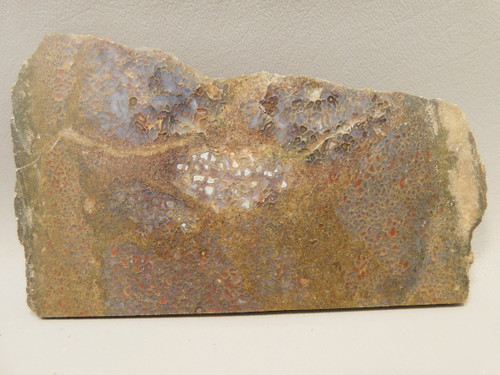 Dinosaur Bone Fossilized Polished Rock Stone Slab #O7
