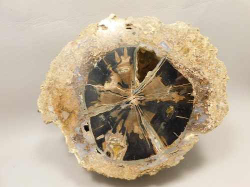 Eden Valley Petrified Wood Blue Forest Wyoming Polished Round Stump #O11