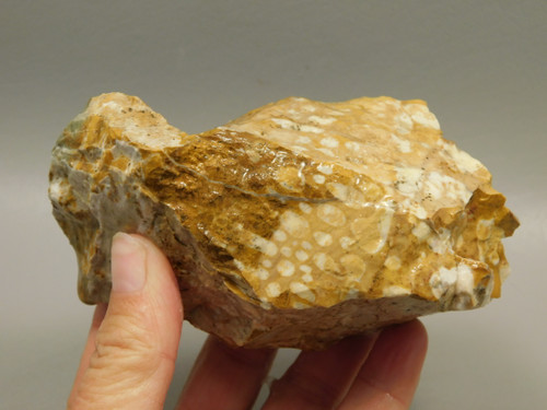 Spotted Fawn Stone or Tigilitis Lapidary Rough Rock #O3