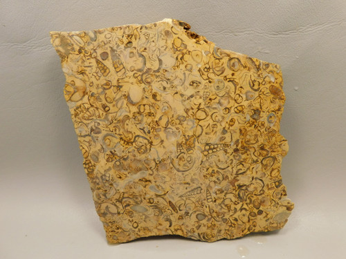 Coquina Jasper Lapidary Rough Rock Fossil Shells Cabbing #O10