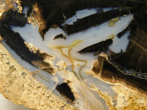 Eden Valley Petrified Wood Wyoming Polished Round #O132-16