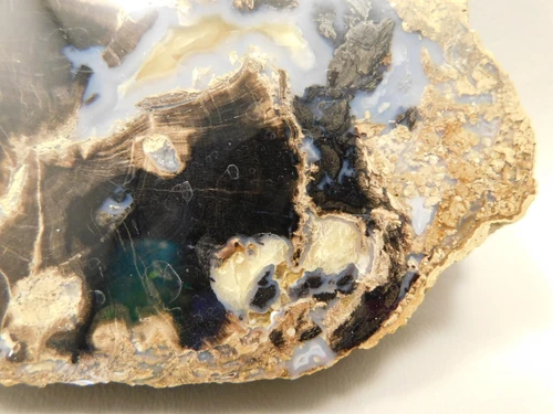 Eden Valley Petrified Wood Wyoming Polished Round #O132-15