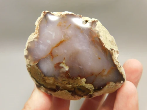 Petrified Wood Polished Agate Limb Cast Fish Lake Nevada #O191