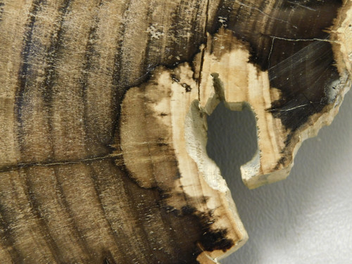 Petrified Wood Polished Round Slab Salmon River Idaho #130A