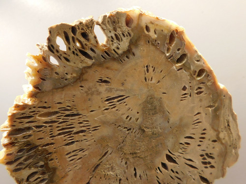 Petrified Wood Water Cypress Root Polished Round Slab Sunnyside #O133