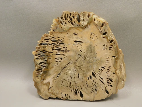 Petrified Wood Water Cypress Root Polished Round Slab Sunnyside #O133