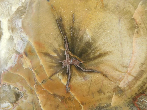 Petrified Wood Round With Fungus Polished Circle Cliffs Utah #Ox141-12