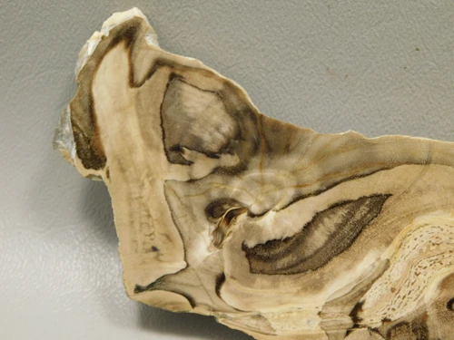 Petrified Wood Polished Slab Yakima Canyon, WA #O134-7