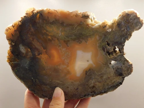 Wiggins Fork Petrified Wood Polished Agate Limb Cast Wyoming #OWLC100