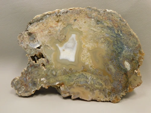 Wiggins Fork Petrified Wood Polished Agate Limb Cast Wyoming #OWLC100
