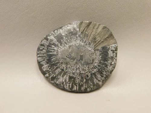 Chrysanthemum Stone 3 inch Palm Worry Stone Natural Rock #O10