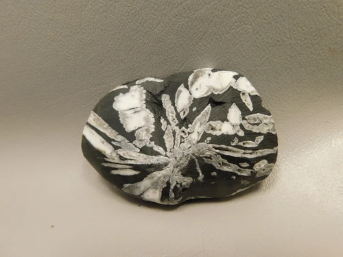 Chrysanthemum Stone 2.9 inch Palm Worry Stone Natural Rock #O20