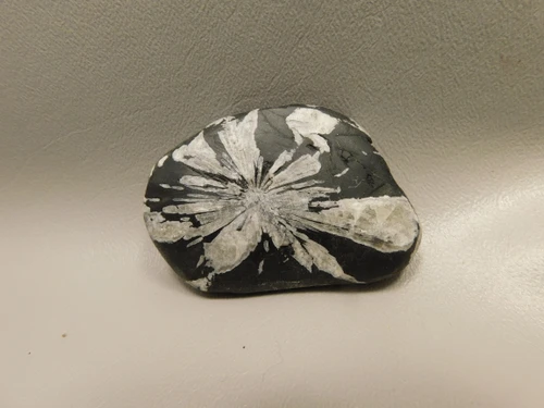 Chrysanthemum Stone 2.6 inch Palm Worry Stone Natural Rock #O21