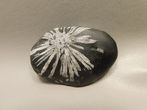 Chrysanthemum Stone 2.9 inch Palm Worry Natural Rock #O25