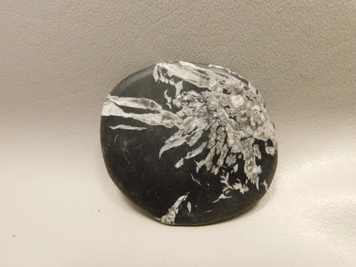 Chrysanthemum Stone 2.65 inch Palm Worry Natural Rock #O22