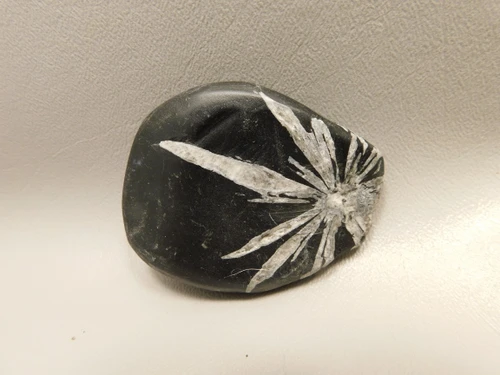 Chrysanthemum Stone 2.67 inch Palm Worry Natural Rock #O24