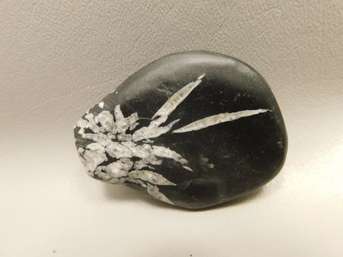 Chrysanthemum Stone 2.67 inch Palm Worry Natural Rock #O24