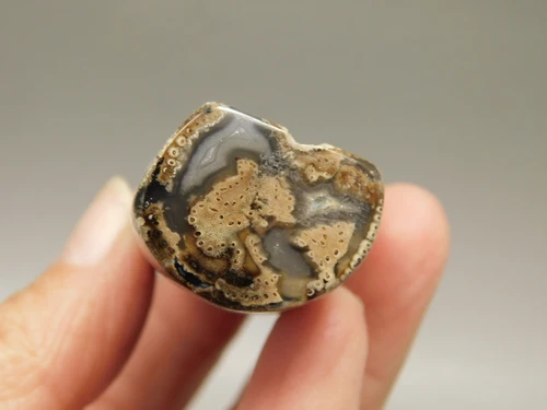 Petrified Wood Eden Valley Polished Limb Acrostichum #OA1