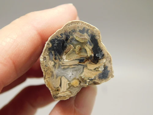 Petrified Wood Eden Valley Polished Limb Acrostichum #OA4
