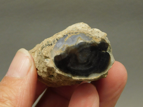 Petrified Wood Eden Valley Polished Limb Acrostichum #OA6