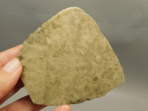 Petoskey Stone Slab Unpolished Rough Rock Fossil Michigan #O4