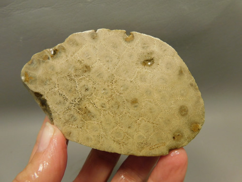 Petoskey Stone Unpolished Rough Rock Fossil Michigan #O8