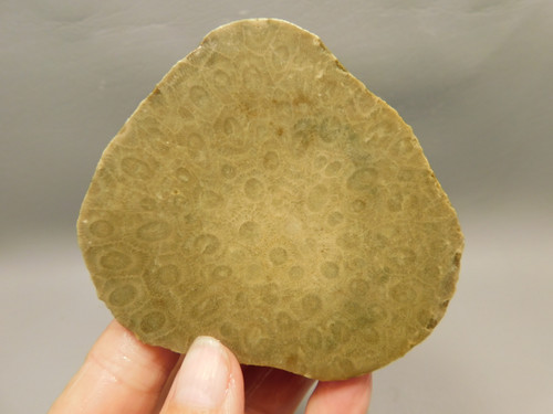 Petoskey Stone Unpolished Rough Rock Fossil Michigan #O5