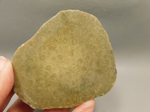Petoskey Stone Unpolished Rough Rock Fossil Michigan #O5
