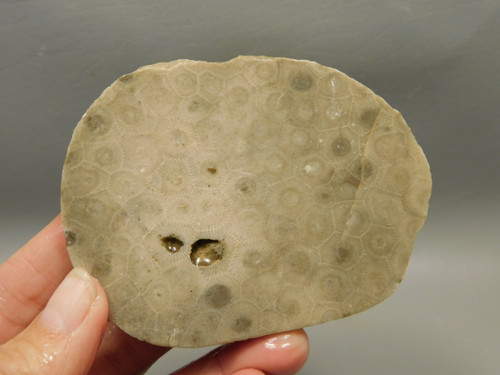 Petoskey Stone Unpolished Rough Rock Fossil Michigan #O7