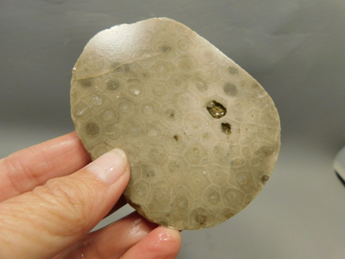 Petoskey Stone Unpolished Rough Rock Fossil Michigan #O7