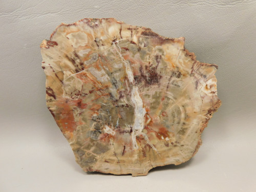 Petrified Rainbow Wood Stone Slab Polished Round Red Arizona #O148-1