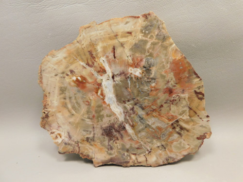 Petrified Rainbow Wood Stone Slab Polished Round Red Arizona #O148-1